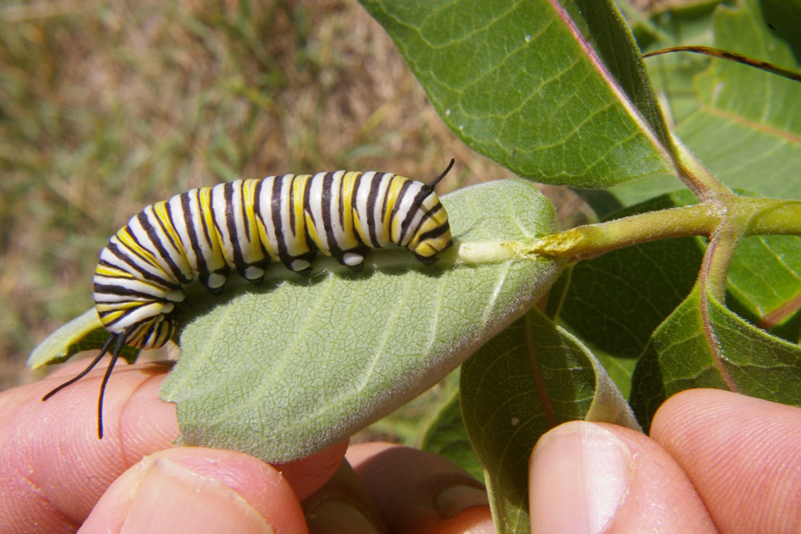 A close-up image of a monarch caterpillar