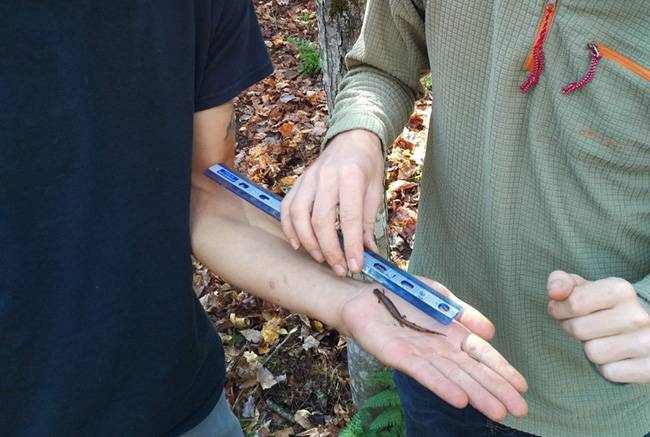 A salamander being measured