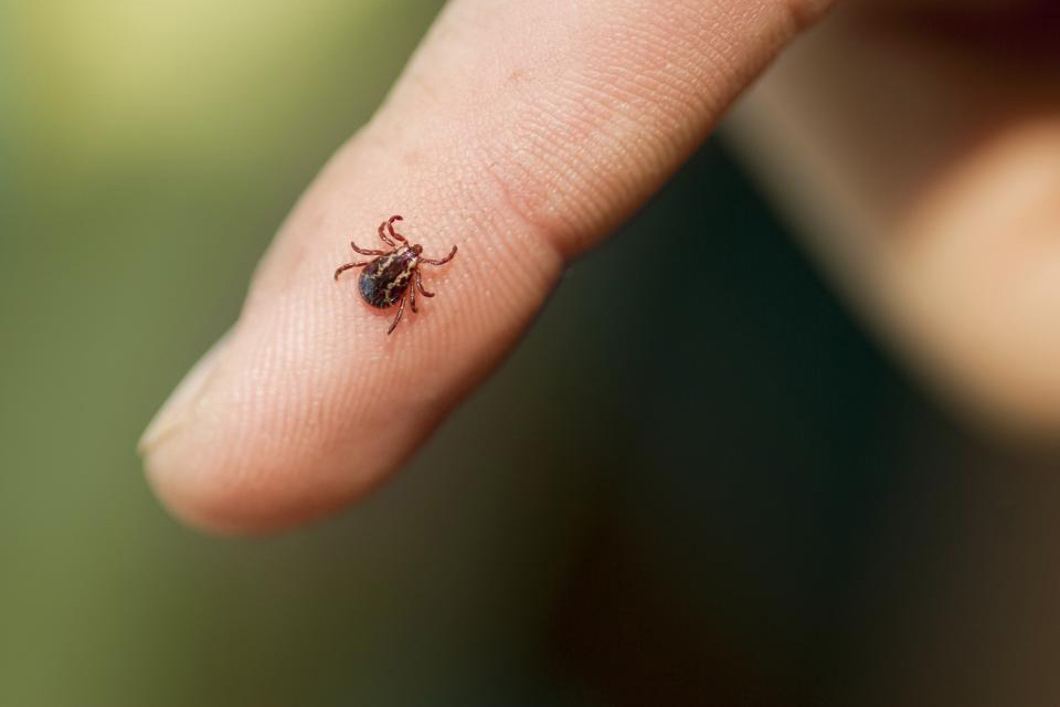 New study sheds light on Lyme disease in the North Country