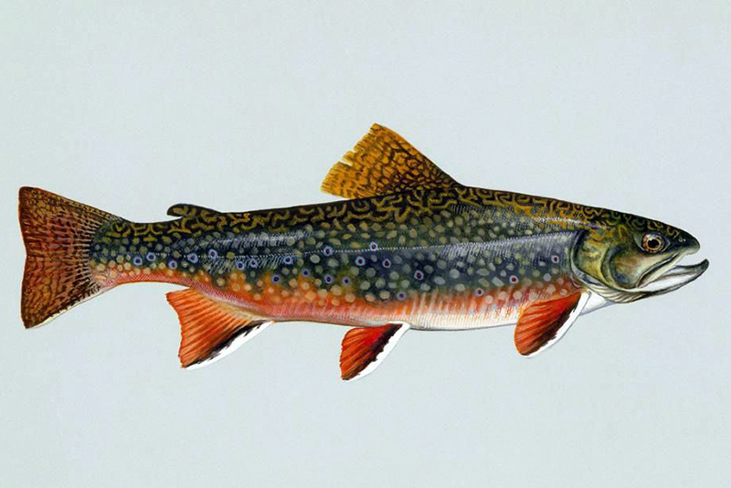 Professor, graduate coauthor publication on DNA-based detection of brook trout in streams