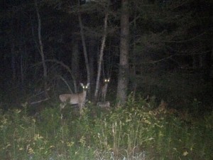 Practicing her nighttime stalking, Valerie was able to snap a quick picture of this pair of deer.