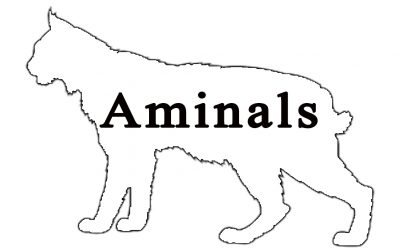 Aminals | Cleveland Metroparks Zoo
