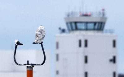 Snowy Owls and other Nuisance Wildlife at Airports