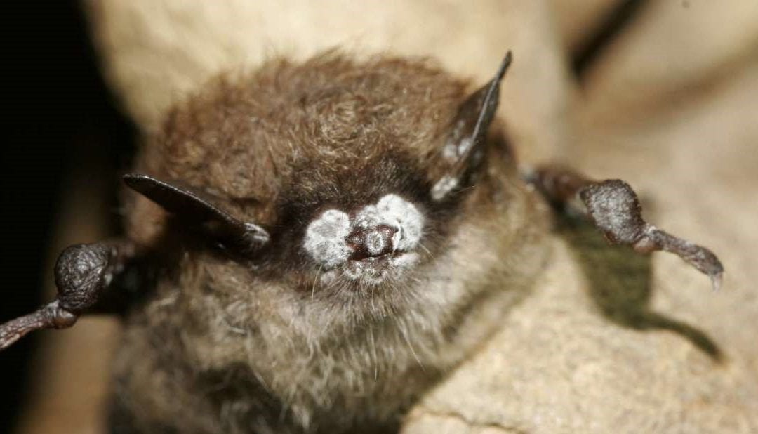 The Adirondack Naturalist: Moths & Bats