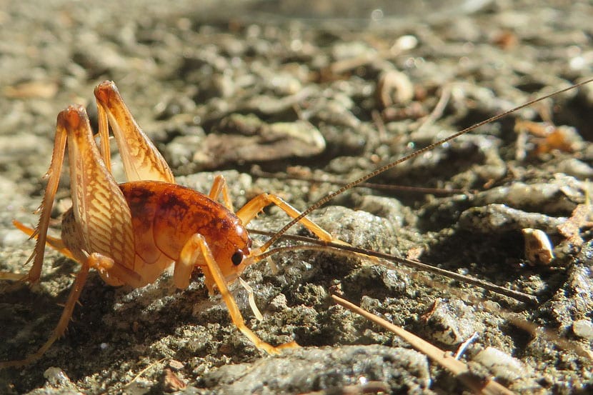 The Adirondack Naturalist: Crickets