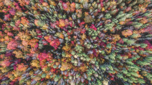 adirondack park trees