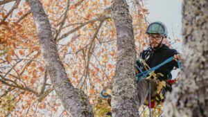 Arboriculture & Landscape Management