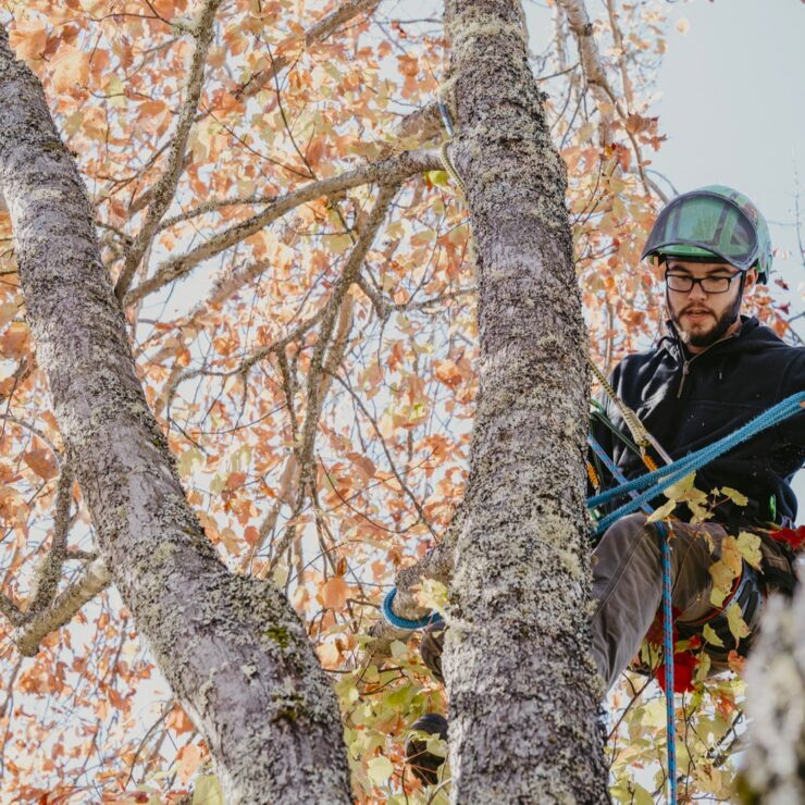 Arboriculture & Landscape Management