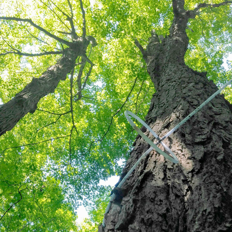 maple tree