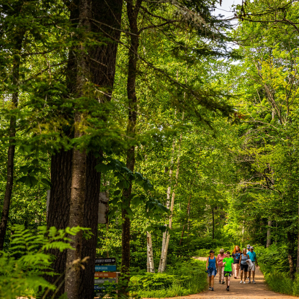 Group of people walking on a path through the a green forest