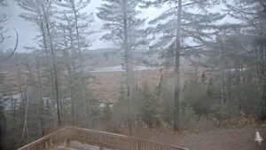 View of the woods and lake from the VIC deck