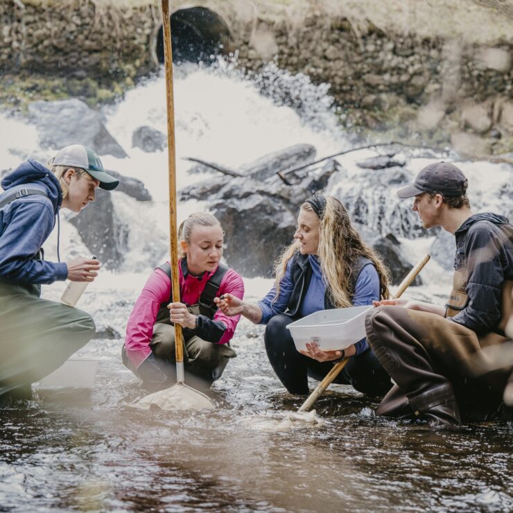 adirondack field ecology