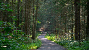 A trail in the woods