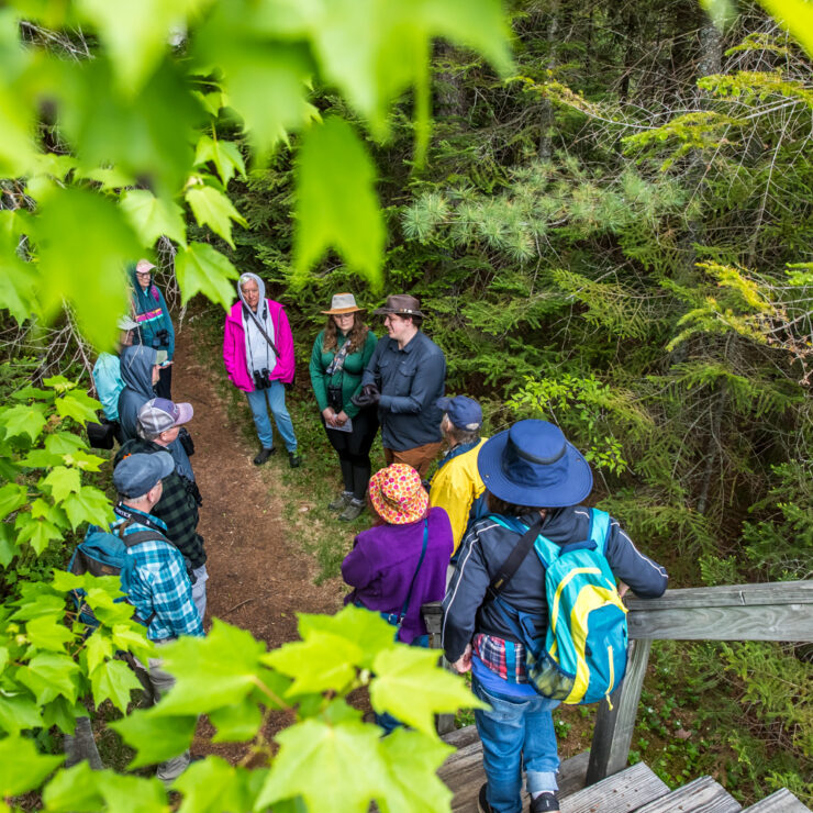A group of people under leaves
