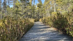 Boardwalk trail