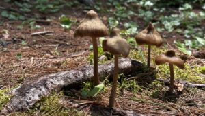 Mushrooms on mossy ground