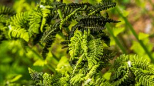 fern