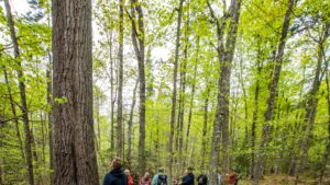 people in a forest