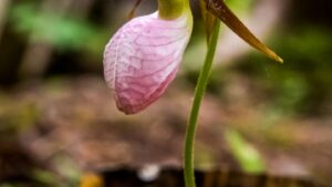 pink lady slipper