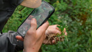 A person holding a phone up to take a picture of a plant