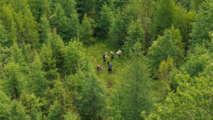 An aerial image of people standing in a forest