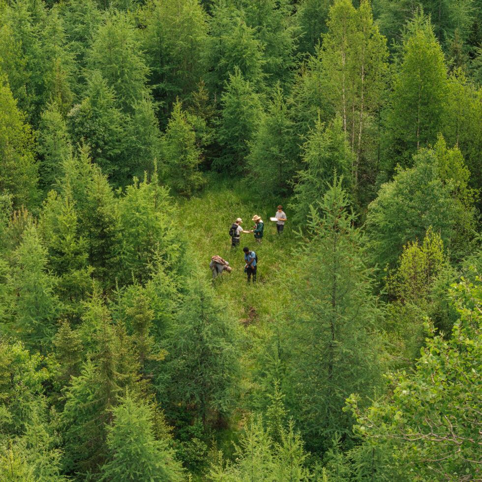 An aerial image of people standing in a forest