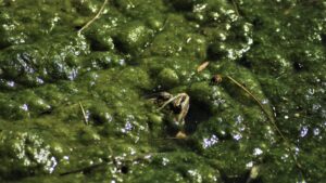 A frog in green algae