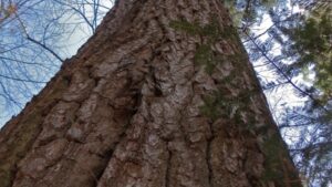 large, old-growth White Pine against a blue sky